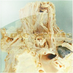 pale saints / in ribbons